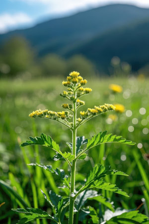 Yellow wildflowers on a meadow in the Carpathiansの素材
