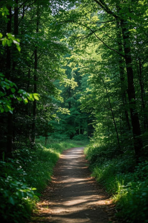 Path in the green forest in summer. Nature and environment background.の素材