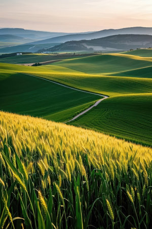 Rural landscape in Tuscany, Italy, at sunset.の素材