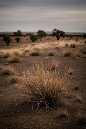 Desert landscape with dry grass and trees in Namibia, Africaの素材