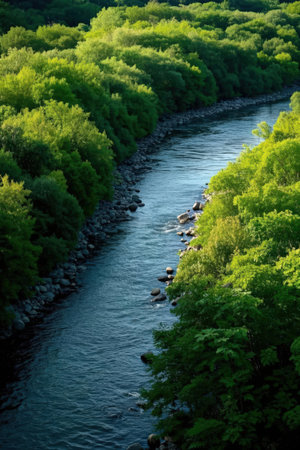 Mangrove forest and river in the morning. Nature backgroundの素材