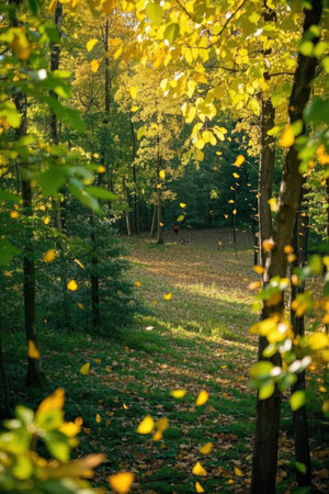 Autumn forest with yellow leaves in sunny day. Nature background.の素材