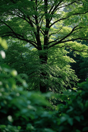Fresh green in the forest, Shiga Prefecture, Japan.の素材
