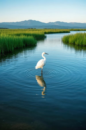White heron in the lake with green grass and mountains in the backgroundの素材