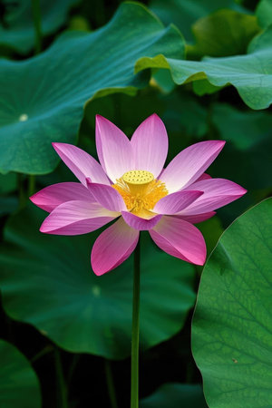 Lotus flower and Lotus flower plants in the pond,Thailandの素材