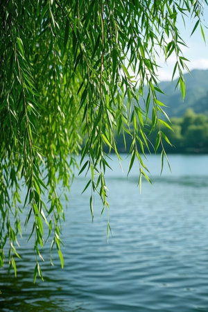 Willow tree on the background of the lake and mountains in the backgroundの素材