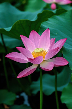 Lotus flower blooming in the pond with green leaves background.の素材