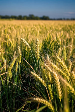 Close-up of the ears of wheat on the field in summerの素材