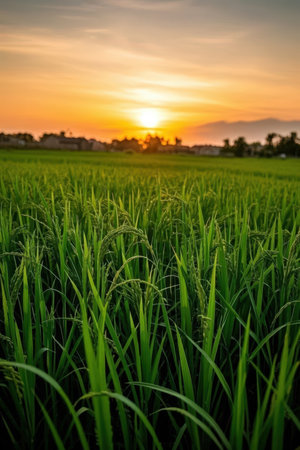 Rice field with sunset sky background. Green rice field at sunset.の素材