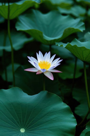 Lotus flower blooming in the pond with green leaves background.の素材