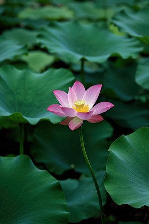 Lotus flower and Lotus flower plants in the pond with green leavesの素材