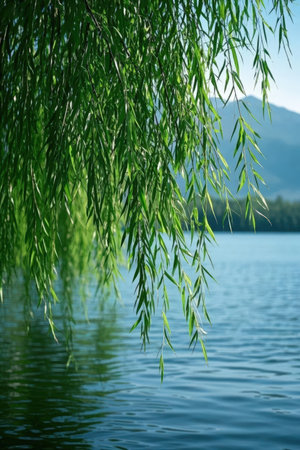 Willow trees on the shore of the lake in the summer.の素材