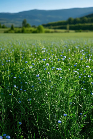 Beautiful field of flax with blue flowers in the background.の素材