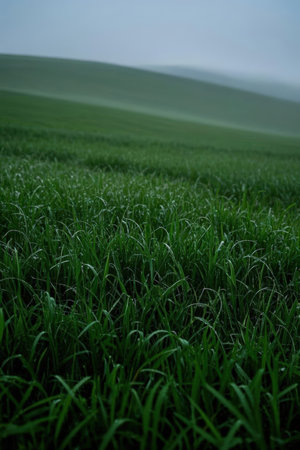 Green grass on a meadow in the fog. Agricultural landscape.の素材
