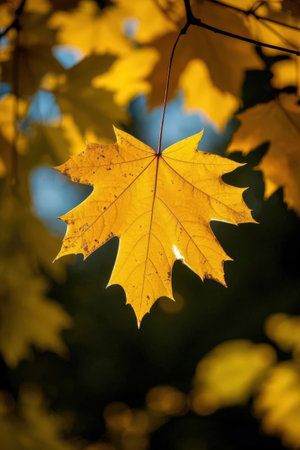 Yellow maple leaf on a branch in the autumn forest. Autumn backgroundの素材