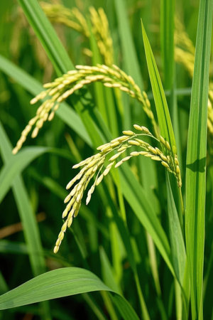 Rice in the paddy field, closeup of rice earsの素材