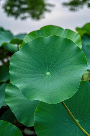 Green lotus leaf in the pond, closeup of photo.の素材