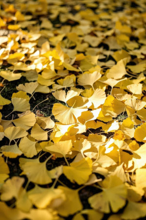 Ginkgo leaves on the ground in autumn, close-upの素材