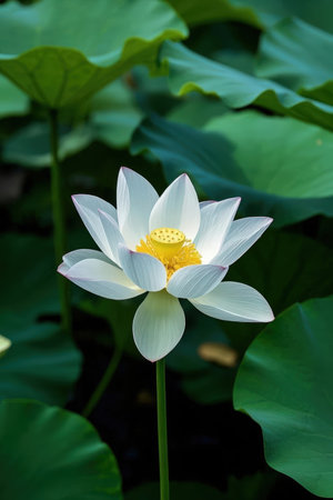 White lotus flower blooming in the pond with green leaves.の素材