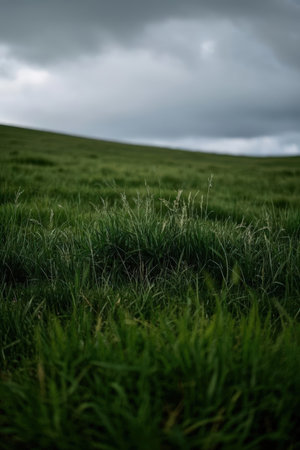 Green meadow and dark stormy sky. Selective focus.の素材
