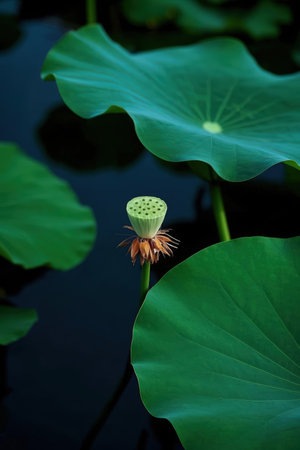Lotus flower in the pond with green lotus leaves.の素材