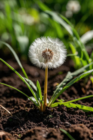 Dandelion seedling in the spring garden on a sunny dayの素材