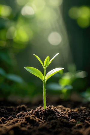 Green seedling illustrating concept of new life and natural green leafy plantsの素材