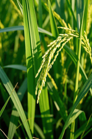 Close up of paddy rice plant in the field, Thailand.の素材