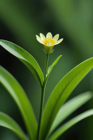 Close up of yellow flower on green leaf background, selective focus.の素材