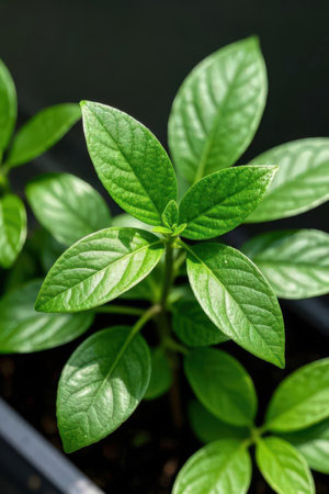 Green seedlings of pepper in a pot on a black background.の素材