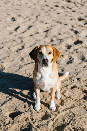 Beagle dog sitting on the beach in sunny day. Selective focus.の素材