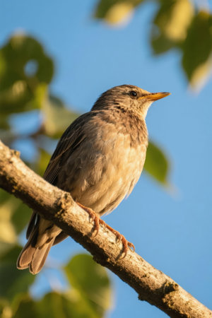 closeup of a female common starling on a branch in natureの素材