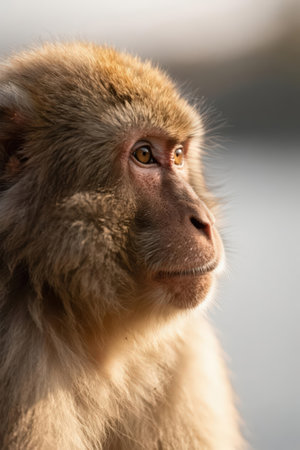 Portrait of a monkey in Kam Shan Country Park, Hong Kongの素材