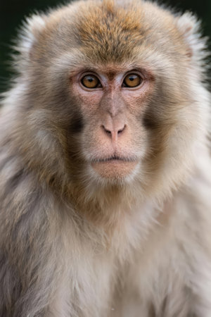 Portrait of a Japanese macaque (Macaca fascicularis)の素材