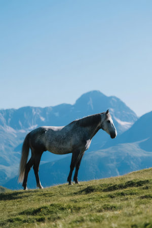 Horse on a mountain meadow against the background of the mountainsの素材