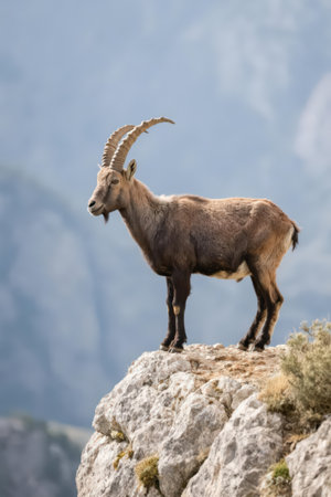 Barbary ibex (Capra ibex) standing on a rockの素材