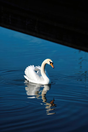 swan on blue lake water in sunny day, swans on pond, nature seriesの素材