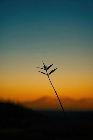Grass silhouette with sunset in the background. Shallow depth of field.の素材