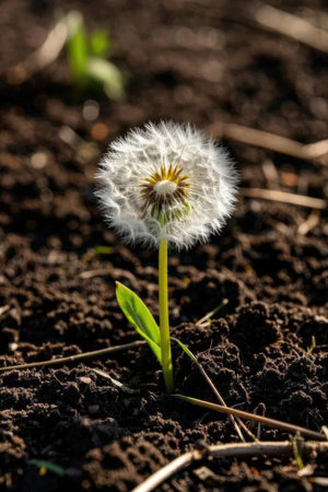 Dandelion flower in the garden. Taraxacum officinaleの素材