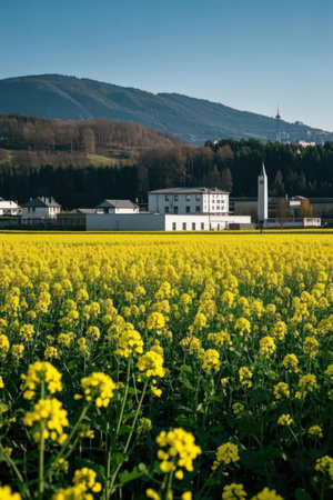 Rape field in Bavaria, Germany with church in the backgroundの素材