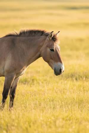 Przewalski horse (Equus przewalskii) in the fieldの素材