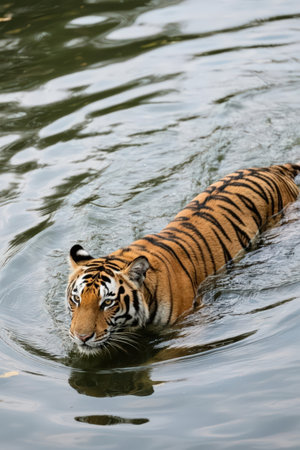 Sumatran Tiger swimming in the water. (Panthera tigris altaica)の素材