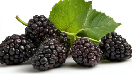 Blackberries with leaves on a white background. Close-up.の素材