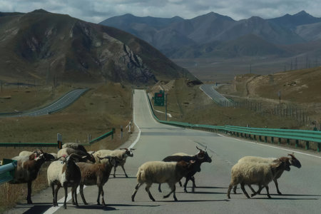 Sheep on the highway in the mountains of Tibet, China.の素材