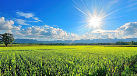 Rice field with blue sky and sun. Nature landscape background.の素材