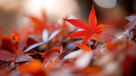 Autumn leaves with bokeh background, Japanese maple leaf.の素材