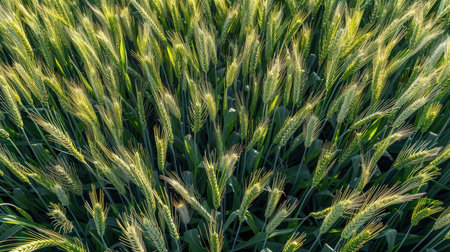 Wheat field. Ears of green wheat close-up.の素材