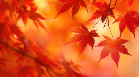 Red maple leaves in autumn season, Japanese maple leaves background with copy spaceの素材