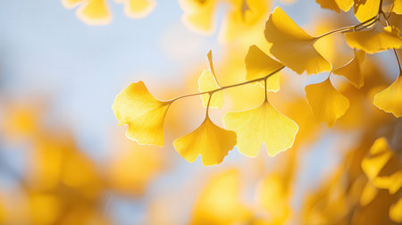 Ginkgo biloba leaves in autumn. Ginkgo biloba leaves backgroundの素材