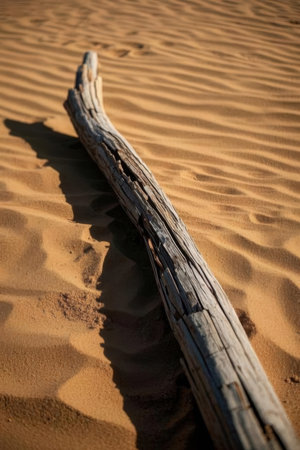 Wooden driftwood in the sand dunes of the Sahara desertの素材